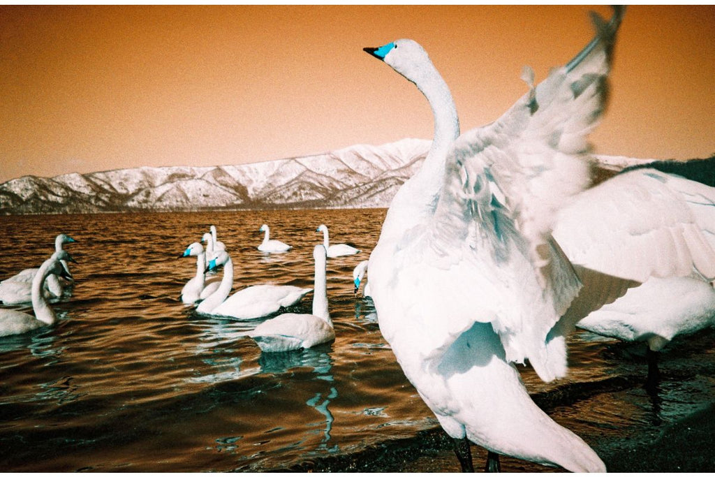 Lomography Analogue Trio - Mix di 3 Pellicole 35 mm