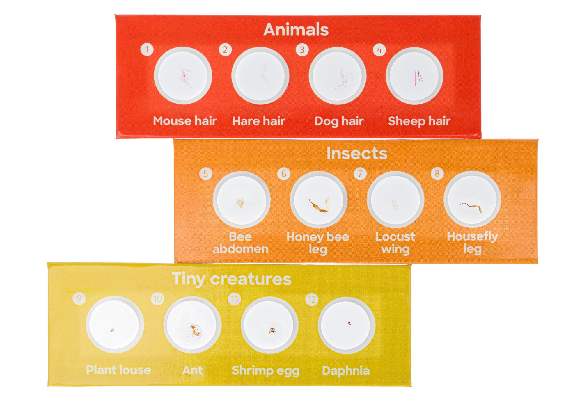 Discovery Fauna Set con 12 vetrini preparati