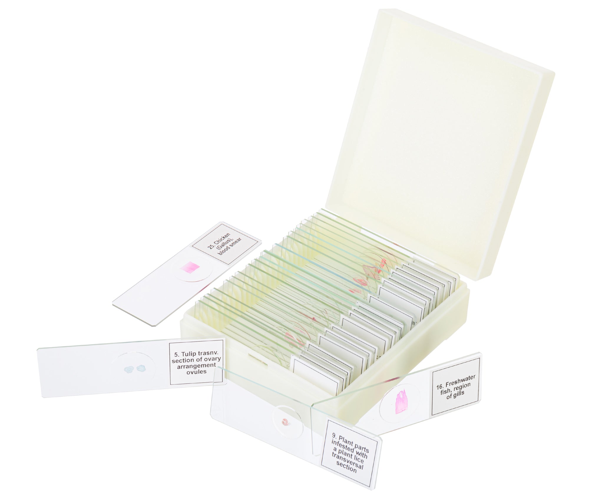Set di micropreparati Discovery Prof DPS 25. “Biologia, uccelli, ecc.”